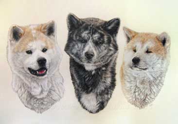 Composition en tableau de trois chiens japonais Akita Inu